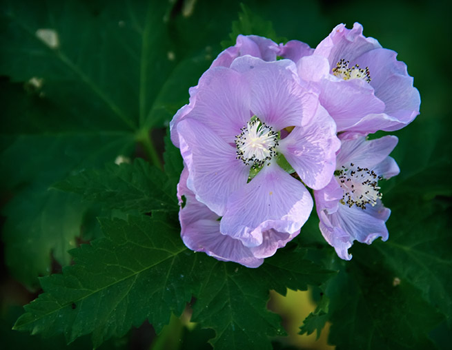 wild hollyhock